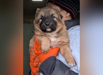 Energiegeladener Duplo sucht sportliche Menschen