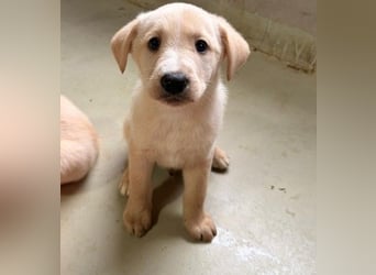 KIRI - zauberhafter Welpenjunge sucht seine Familie