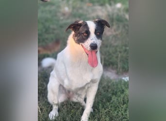 Pflegestellen gesucht