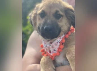 Pflegestellen gesucht