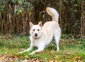 Weiße Schönheit Elsa sucht Familie