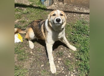 Pflegestellen gesucht