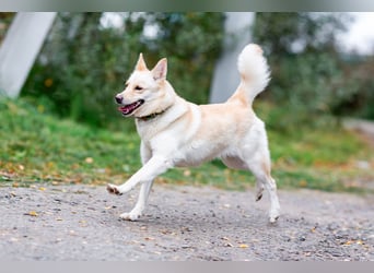 Weiße Schönheit Elsa sucht Familie
