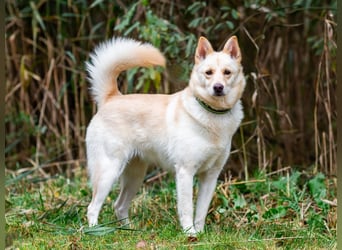 Weiße Schönheit Elsa sucht Familie