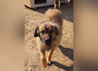 Pflegestellen gesucht