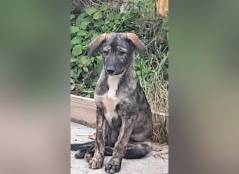 Pflegestellen gesucht