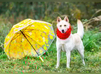 Weiße Schönheit Elsa sucht Familie
