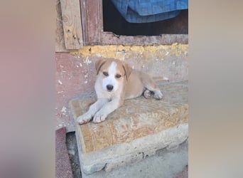 Pflegestellen gesucht