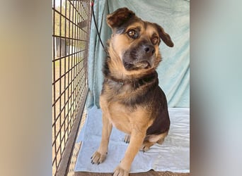 lieber Kuschelbär BANDI - 6,5 Jahre, 42cm/20kg - Mischling