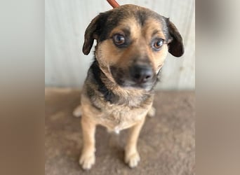 lieber Kuschelbär BANDI - 6,5 Jahre, 42cm/20kg - Mischling