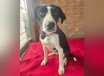 treue Hundeseele LUCY - 1 Jahr, 42cm/14kg - Mischling