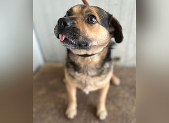 lieber Kuschelbär BANDI - 6,5 Jahre, 42cm/20kg - Mischling