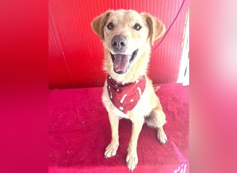 ❤️ liebenswerter FRENKI ging durch die Hölle - 2,5 Jahre, 42cm - Mischling