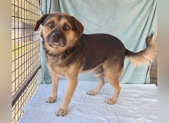 lieber Kuschelbär BANDI - 6,5 Jahre, 42cm/20kg - Mischling