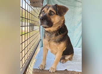 lieber Kuschelbär BANDI - 6,5 Jahre, 42cm/20kg - Mischling