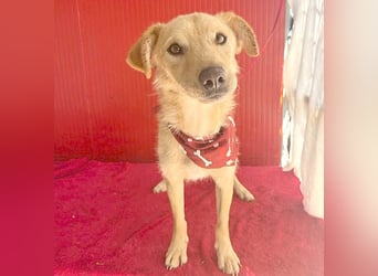 ❤️ liebenswerter FRENKI ging durch die Hölle - 2,5 Jahre, 42cm - Mischling