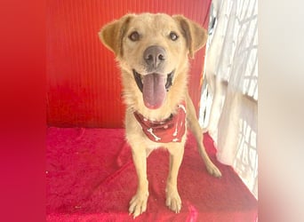 ❤️ liebenswerter FRENKI ging durch die Hölle - 2,5 Jahre, 42cm - Mischling