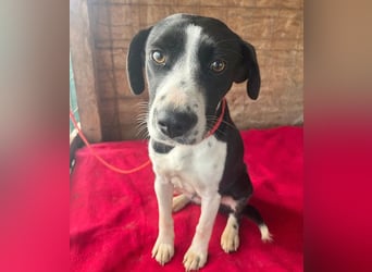 treue Hundeseele LUCY - 1 Jahr, 42cm/14kg - Mischling