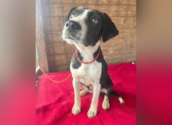 treue Hundeseele LUCY - 1 Jahr, 42cm/14kg - Mischling