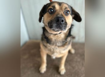 lieber Kuschelbär BANDI - 6,5 Jahre, 42cm/20kg - Mischling