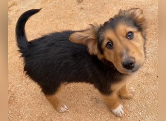 Zauberhafte ATHENA sucht tolle Familie