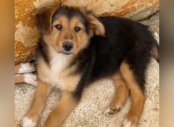 Zauberhafte ATHENA sucht tolle Familie