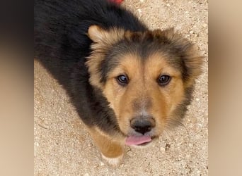 Zauberhafte ATHENA sucht tolle Familie