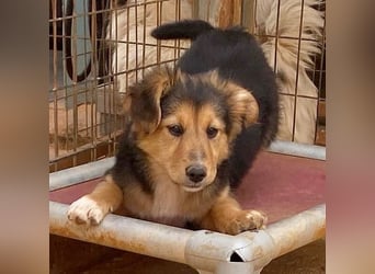 Zauberhafte ATHENA sucht tolle Familie