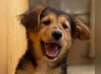 Zauberhafte ATHENA sucht tolle Familie