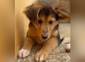 Zauberhafte ATHENA sucht tolle Familie