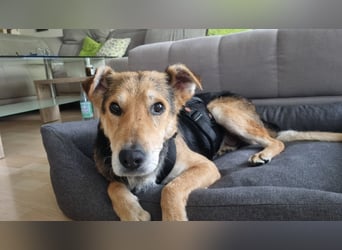Nero Liebevoller Rüde sucht seine Menschen