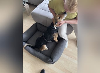 Nero Liebevoller Rüde sucht seine Menschen