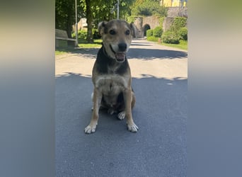 Nero Liebevoller Rüde sucht seine Menschen