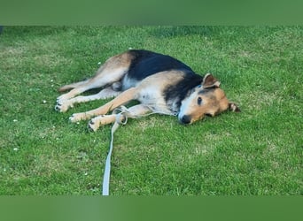 Nero Liebevoller Rüde sucht seine Menschen
