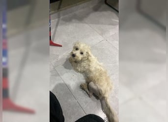 Ronja, zauberhafte, junge Hündin
