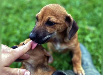 Aldo - kleiner Entdecker auf der Suche nach seinem Zuhause