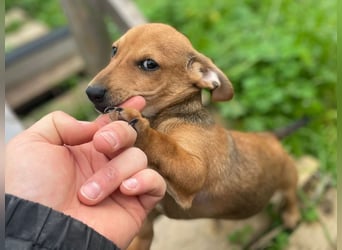 Arturo - kleiner Entdecker auf der Suche nach seinem Zuhause