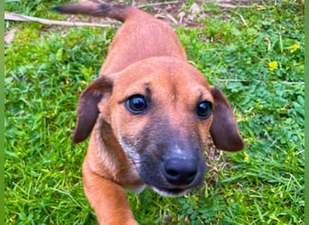 Aldo - kleiner Entdecker auf der Suche nach seinem Zuhause