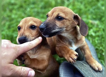 Aldo - kleiner Entdecker auf der Suche nach seinem Zuhause