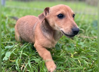 Arturo - kleiner Entdecker auf der Suche nach seinem Zuhause