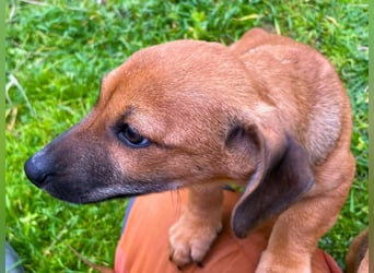 Aldo - kleiner Entdecker auf der Suche nach seinem Zuhause