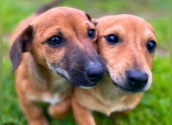 Aldo - kleiner Entdecker auf der Suche nach seinem Zuhause