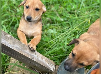 Arturo - kleiner Entdecker auf der Suche nach seinem Zuhause