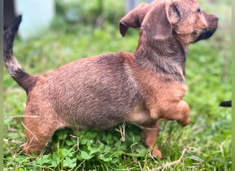 Athena - kleine Entdeckerin auf der Suche nach Ihrem Zuhause