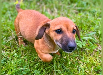 Aldo - kleiner Entdecker auf der Suche nach seinem Zuhause