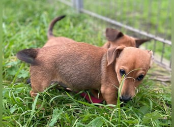 Arturo - kleiner Entdecker auf der Suche nach seinem Zuhause