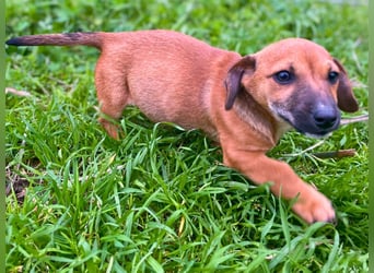 Aldo - kleiner Entdecker auf der Suche nach seinem Zuhause