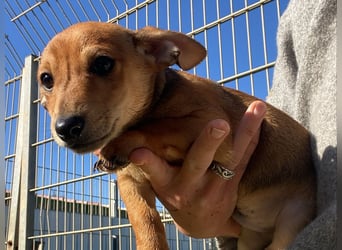 Arturo - kleiner Entdecker auf der Suche nach seinem Zuhause