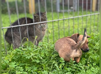 Athena - kleine Entdeckerin auf der Suche nach Ihrem Zuhause