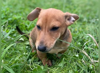Arturo - kleiner Entdecker auf der Suche nach seinem Zuhause